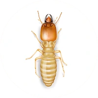 مكافحة النمل الأبيض